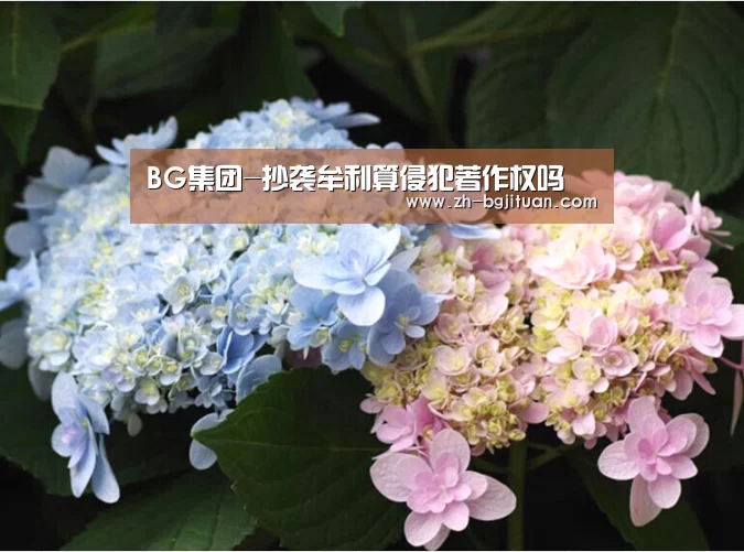 BG集团-抄袭牟利算侵犯著作权吗(图2) BG集团